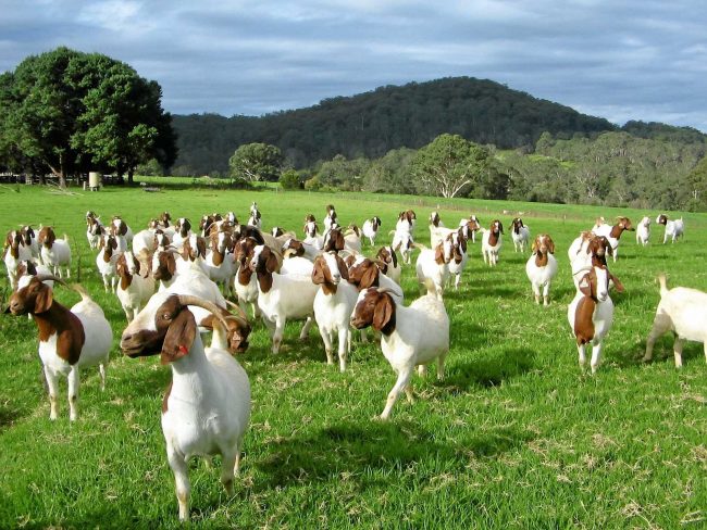 2 - Fresh Goat Cheese