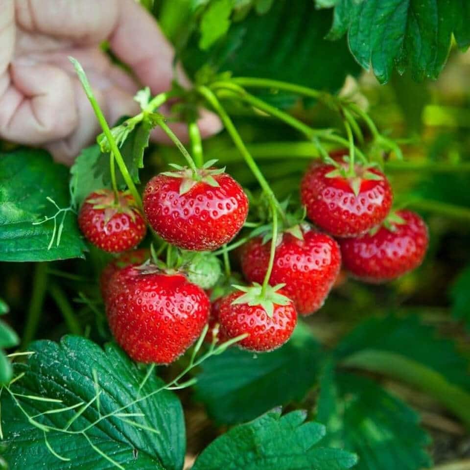 Strawberries - Organic Thailand